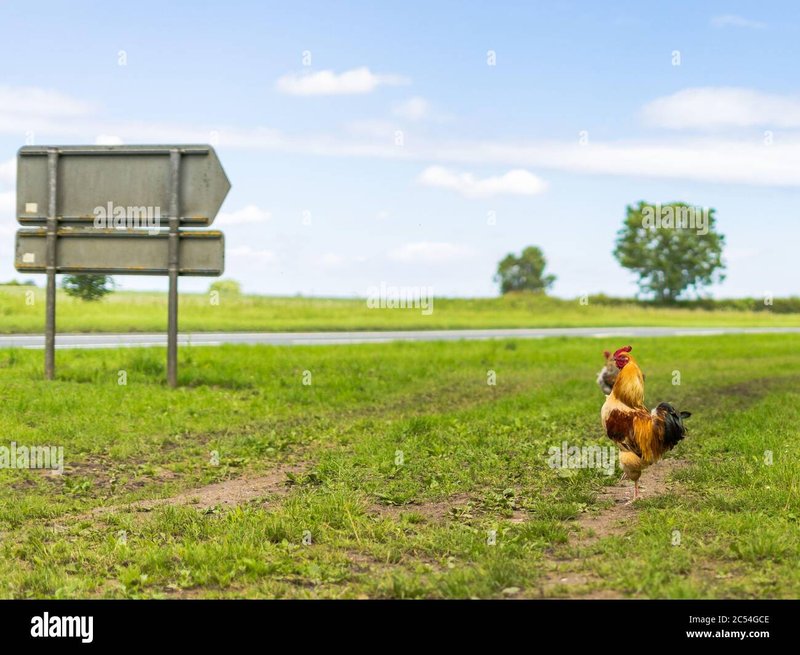 Best chicken road demo in Germany Best chicken road demo in Germany